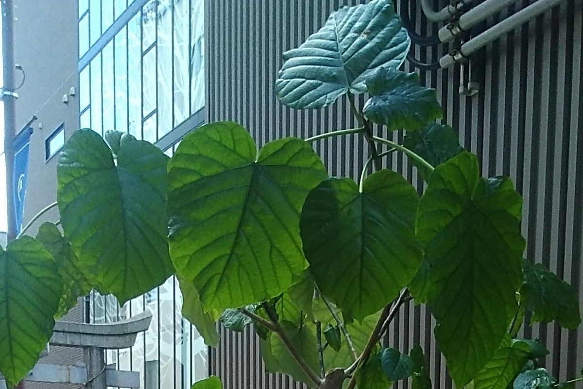 ウンベラータの画像