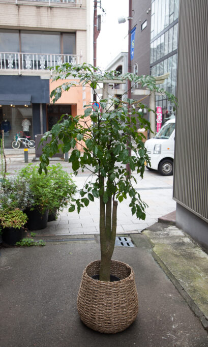 ヘテロパナックスの画像