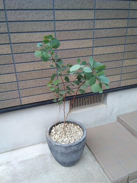 ポプラスの鉢植えの画像