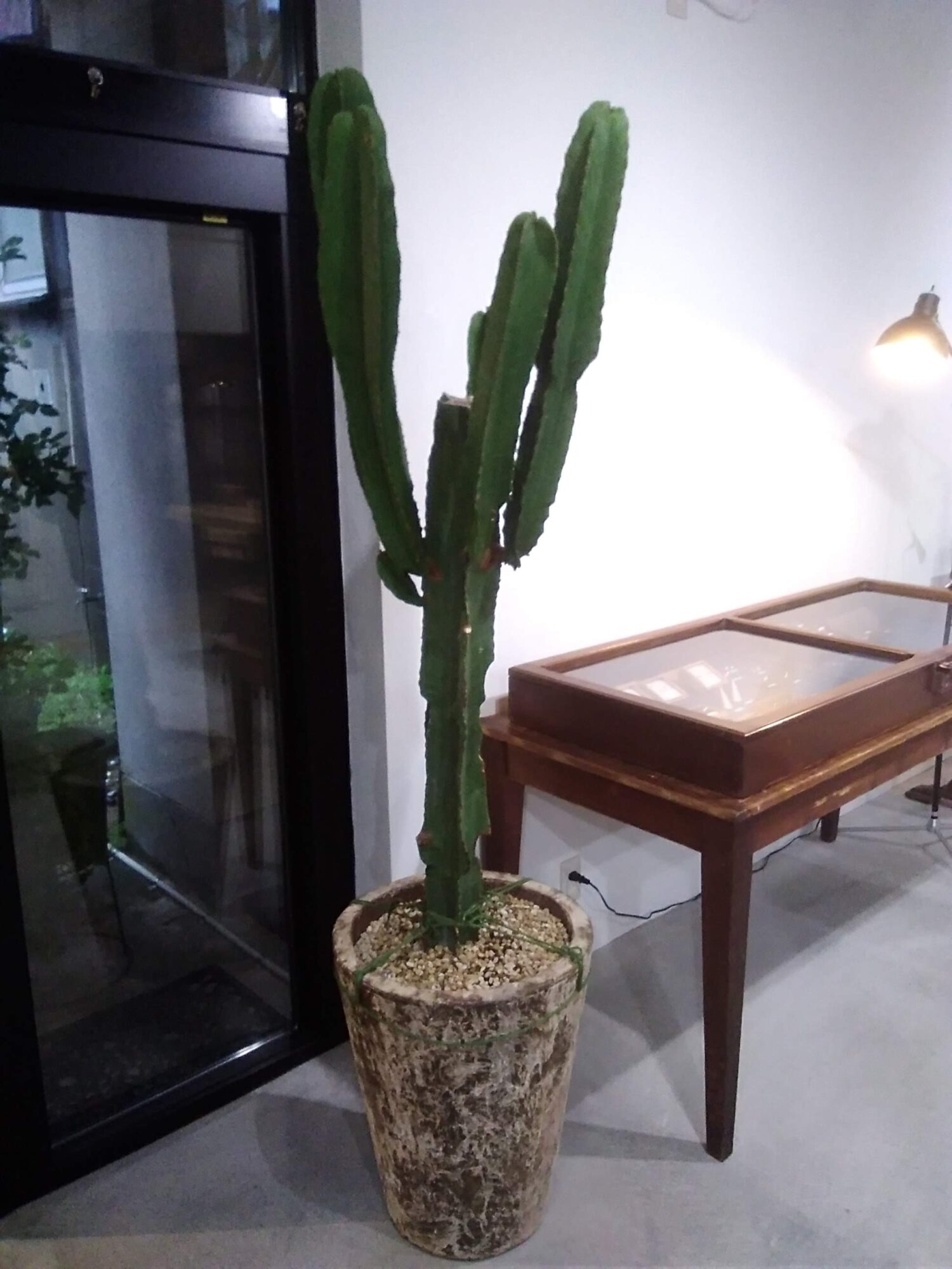 サボテンの植替え