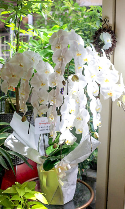 福井市へ配達、胡蝶蘭5Fのアイキャッチ画像