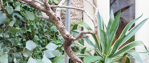 観葉植物の植替えご相談・お見積りフォームのアイキャッチ画像