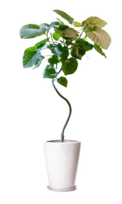 ウンベラータ8号陶器入り　観葉植物　宅配　通販