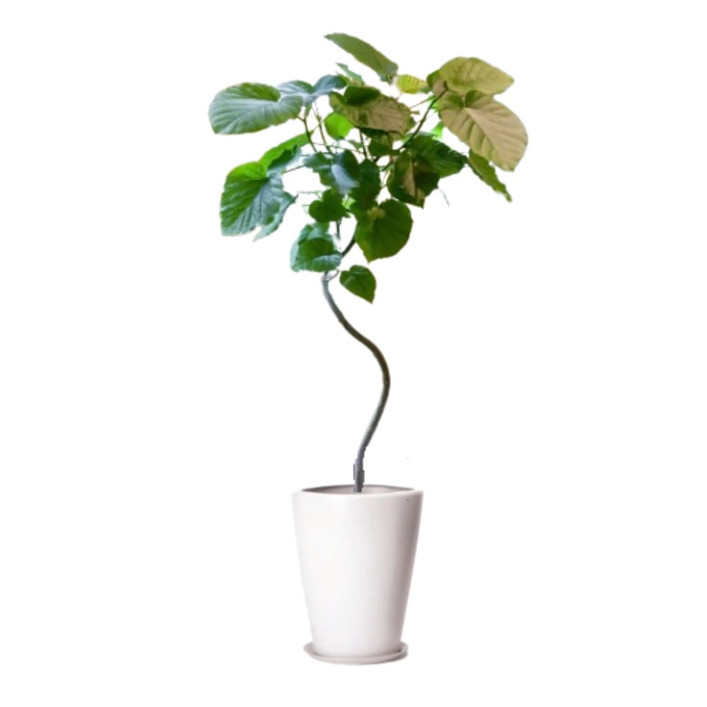 ウンベラータ8号陶器入り ウンベラータ8号陶器入り 観葉植物 宅配 通販