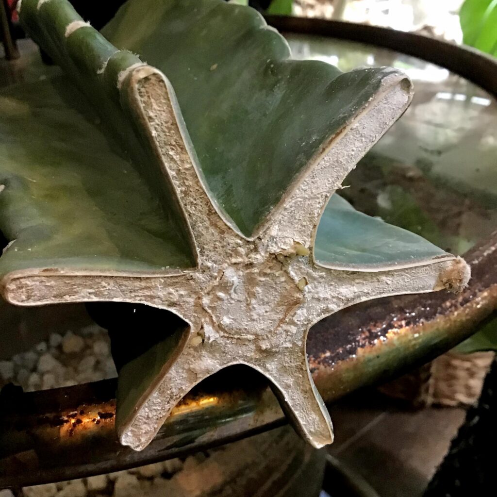 サボテンの画像