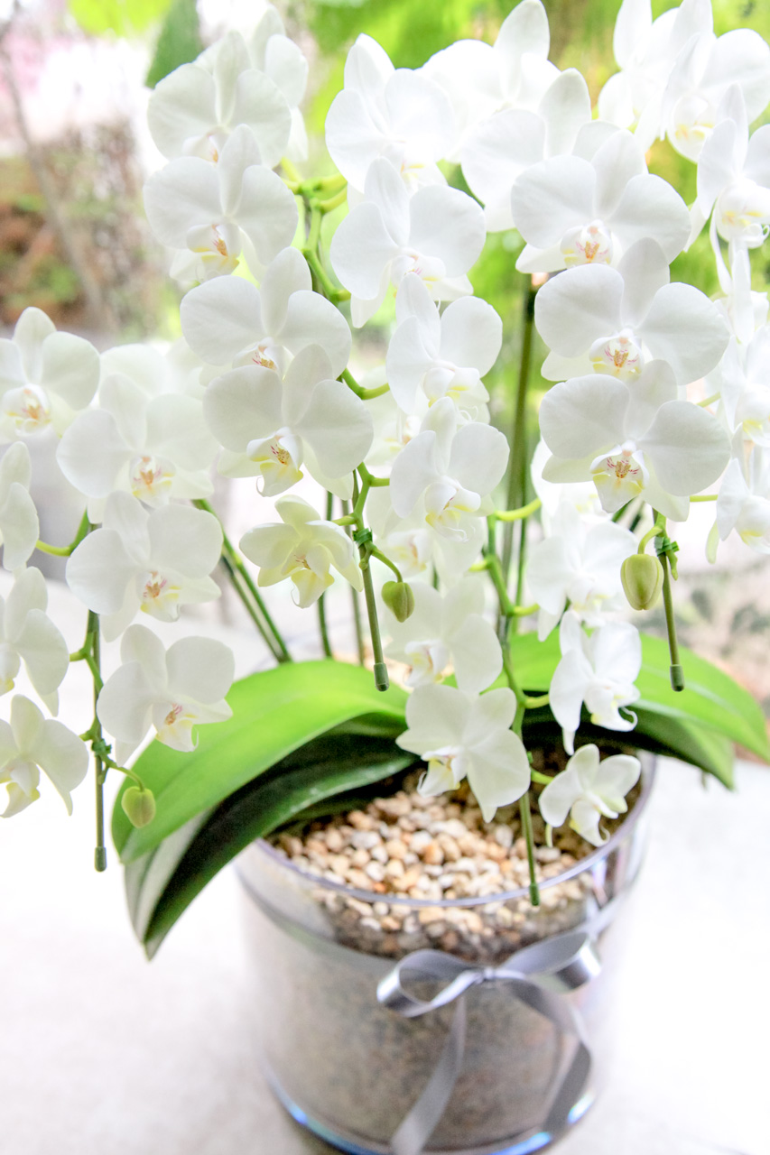 IMG_7372 福井市、胡蝶蘭(クリアベース)の拡大画像