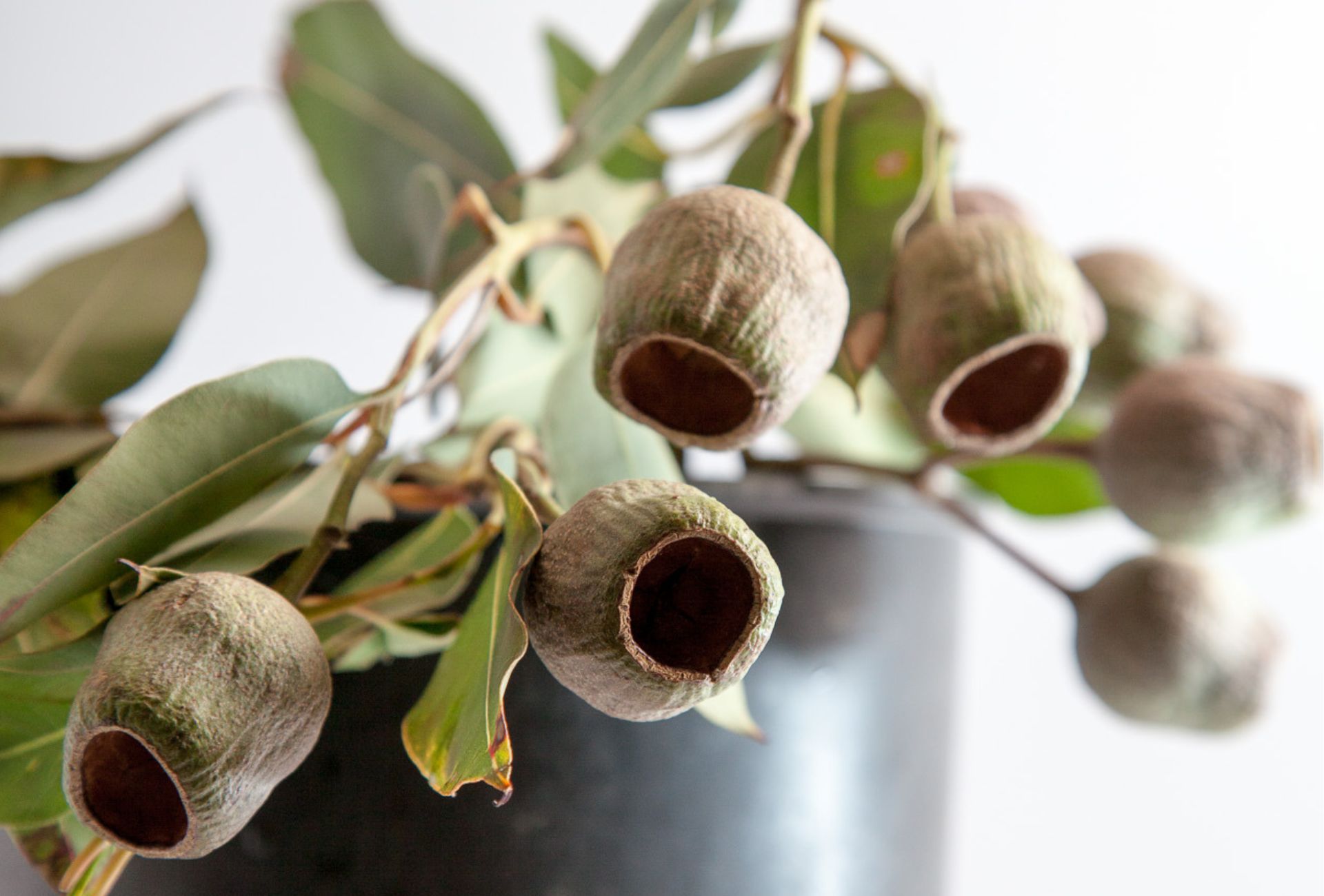 ユーカリ・ベルガムナッツ Eucalyptus 'Bell gumnut'